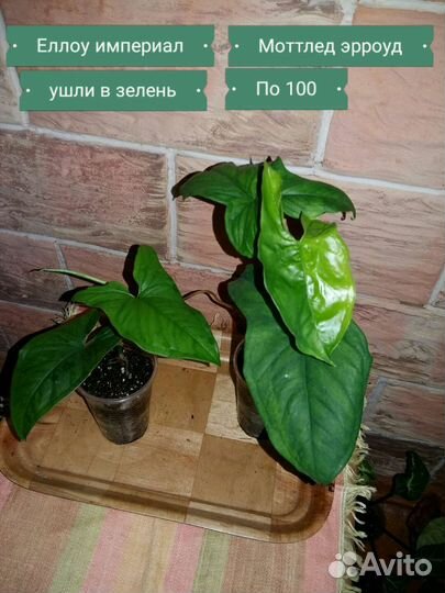 Монстера желтая yellow splash, парадизо верде