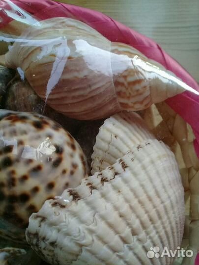 Набор ракушек подарочный