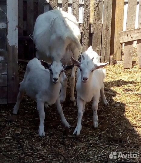 Козы и козлята