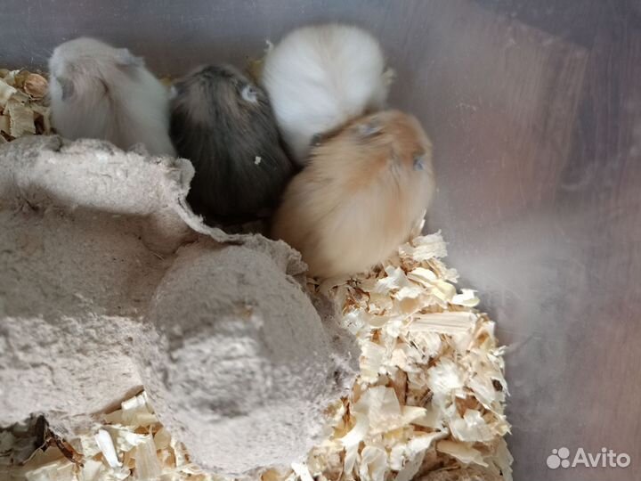 Джунгарский хомяк