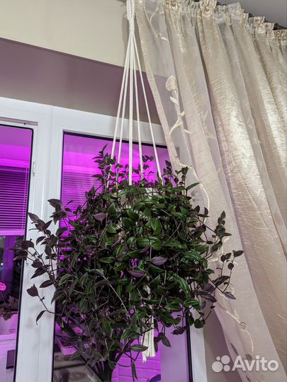 Традесканция