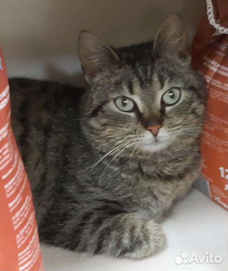 Кошечка ищет дом