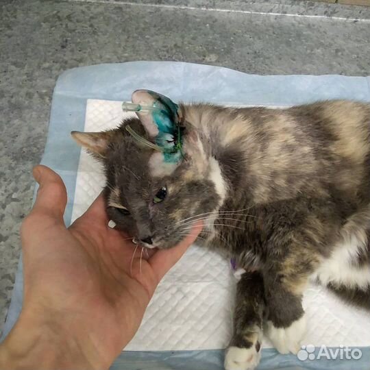 Ветеринарный врач