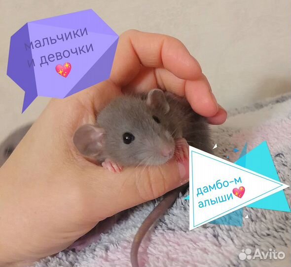 Крысята Дамбо крыса клетка