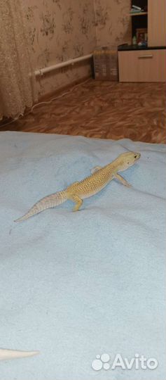 Геккон эублефары