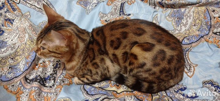 Бенгальская