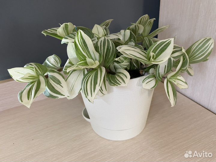 Традесканция в кашпо