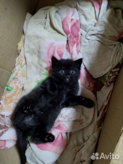Кошка котенок черная