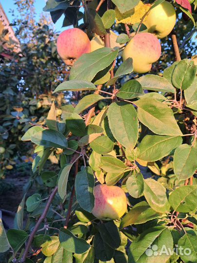 Яблоки Мельба