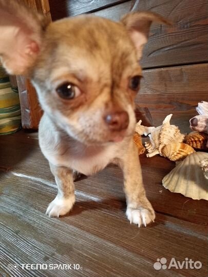 Щенки чихуахуа