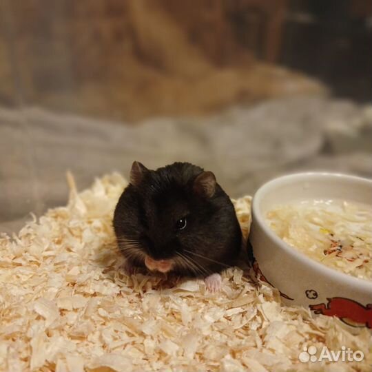 Джунгарский хомяк в добрые руки