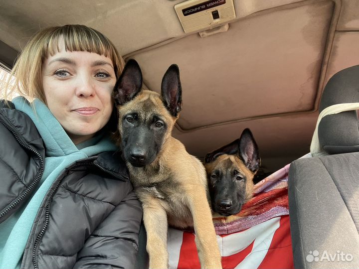 Щенки малинуа