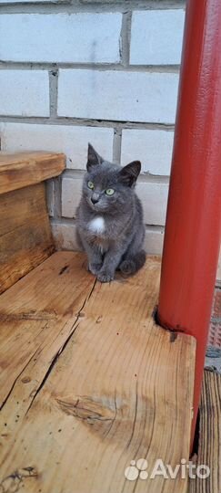 Котёнок девочка