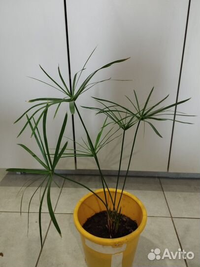 Циперус-красивое неприхотливое растение