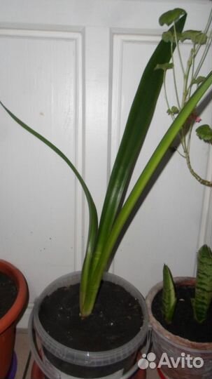 Гиппеаструм, каланхоэ,молочай