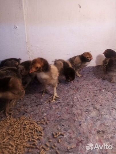 Цыплята Павловское золото и другий