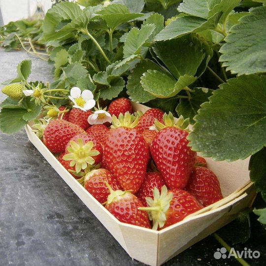 Эко клубника Елизавета 2, Маригет