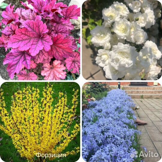 Многолетние садовые цветы