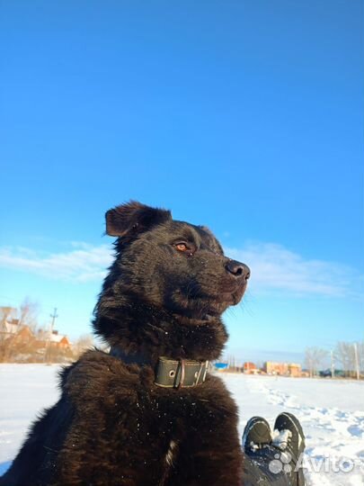 Щенок, мальчик 10 месяцев