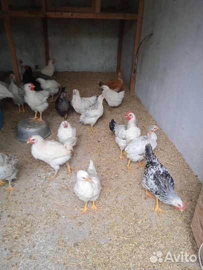 Цыплята 2.5 месяца