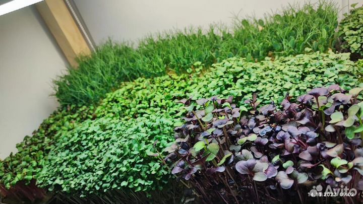 Микрозелень A&NGreen