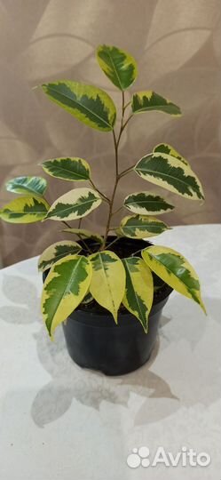 Фикус Бенджамина