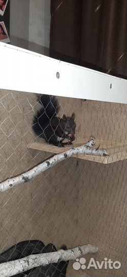 Вязка белки домашней