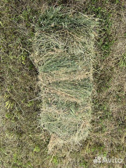 Сено люцерны в тюках