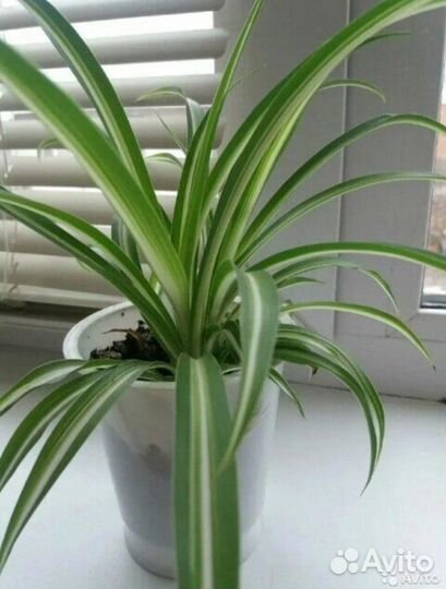 Хлорофитум лаксум, океан