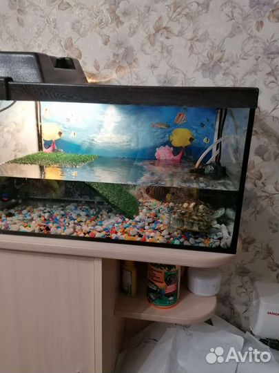 Аквариумные рыбки