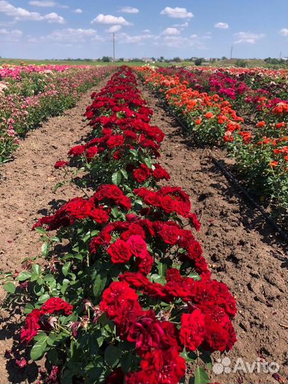 Саженцы роз и плодовых деревьев оптом