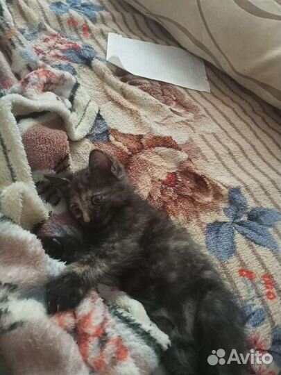 Кошка в дар бесплатно