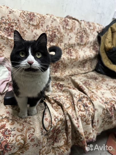 Кошечка в добрые руки