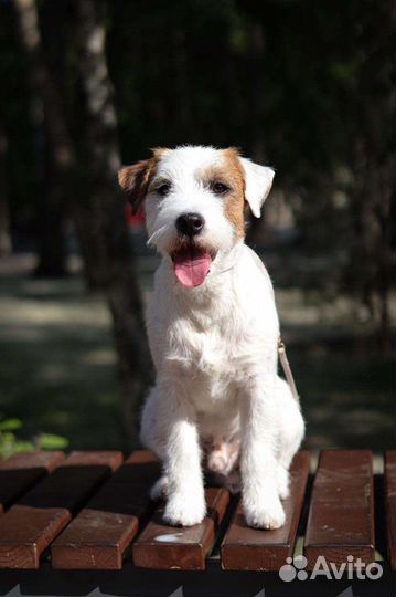 Парсон рассел терьер вязка
