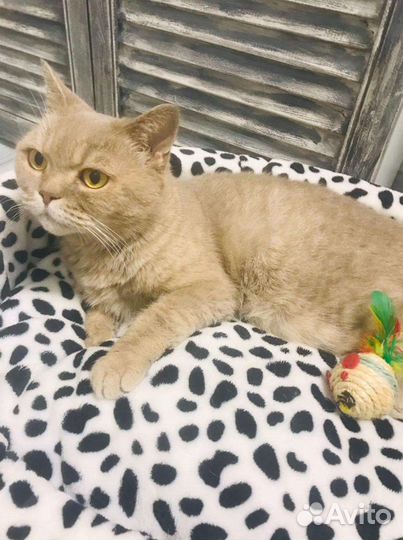 Золотистая британская кошечка в дар