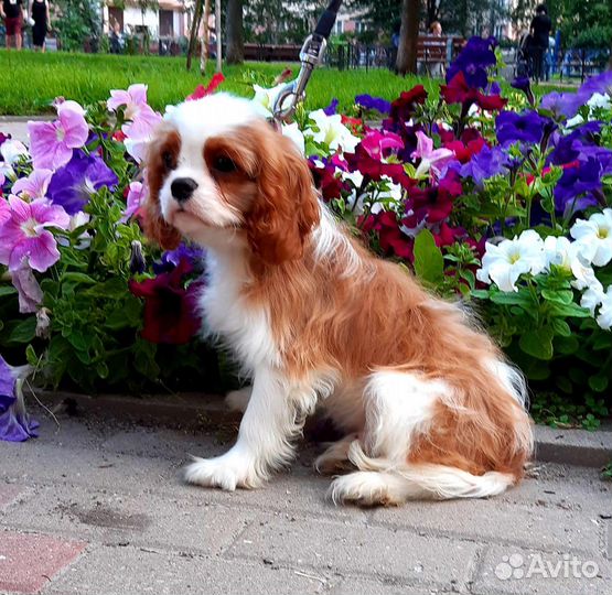 Кавалер кинг чарльз спаниель
