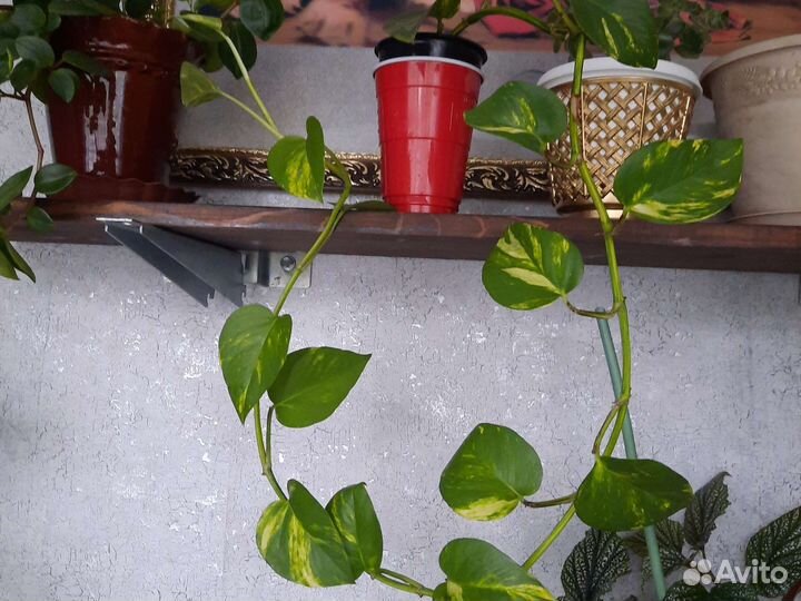 Сциндапсус