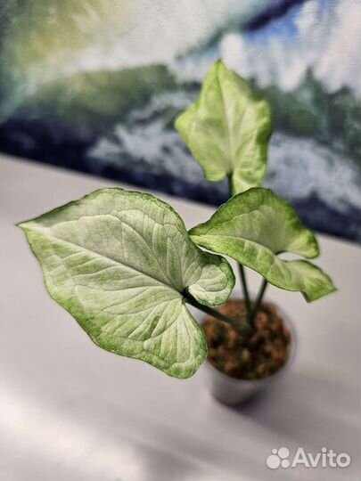 Сингониум SP silver arrowhead, snow queen