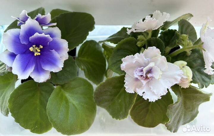 Сортовые фиалки