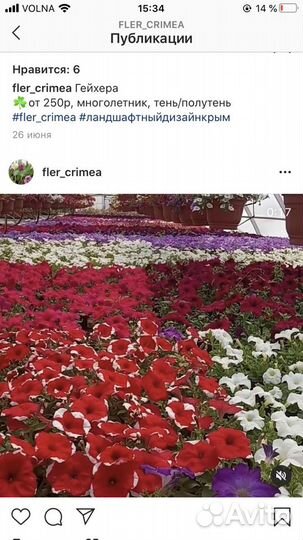 Петуния, кашпо