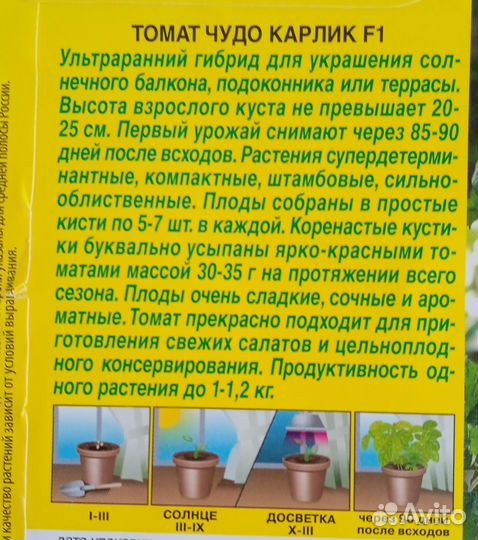 Рассада помидор черри