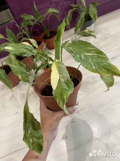 Спатифиллум вариегатный