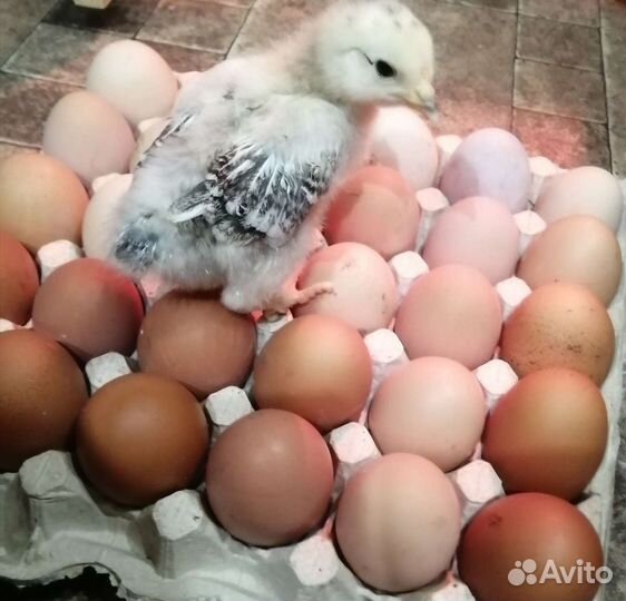 Инкубационное яйцо кур несушек