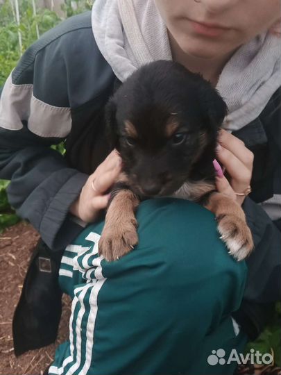 Щенки дворняжки