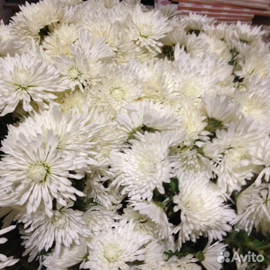 Хризантема белая,корни