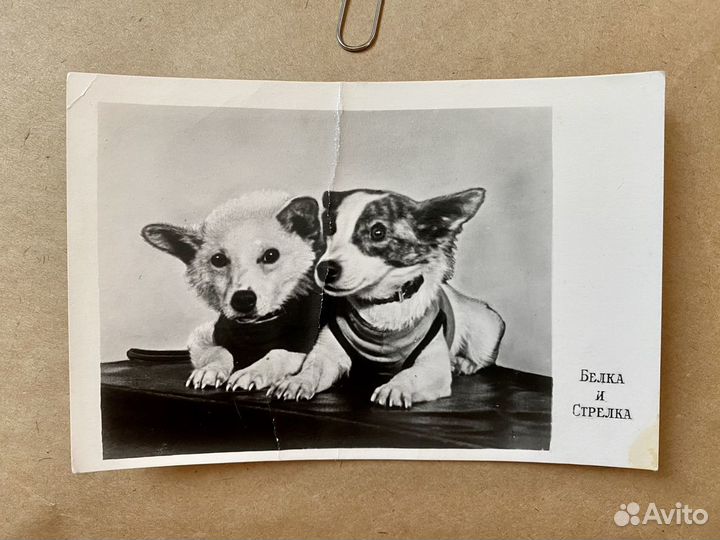 Открытка Белка и Стрелка 1950 год СССР