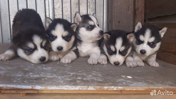 Щенки хаски