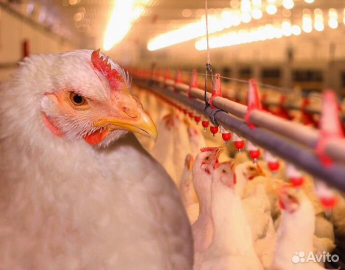 Подсобный рабочий вахта