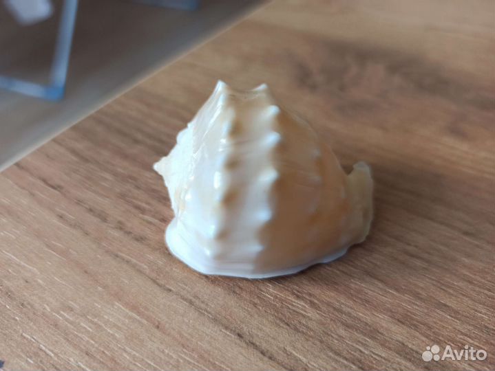 Морская раковина