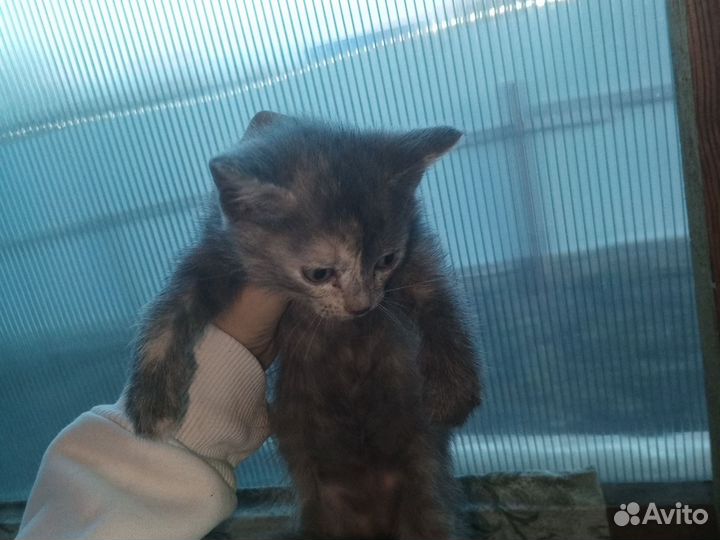 Кошки в добрые руки